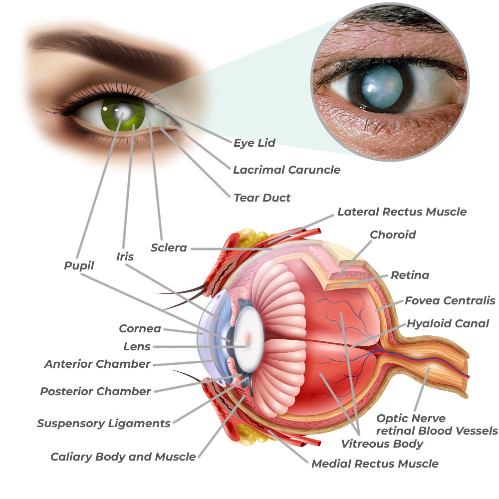 GFOUK™ OphthalPro Vision Enhancement Device – Nexlin